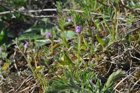 Attēlu rezultāti vaicājumam “Vicia lathyroides”