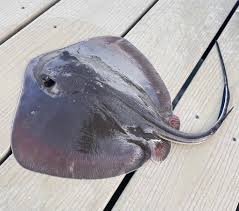 Image result for Hypanus say