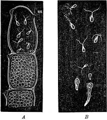 Attēlu rezultāti vaicājumam “Lycogala botrydium spores”