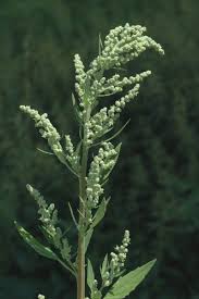 Image result for Chenopodium album