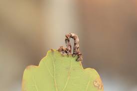 Attēlu rezultāti vaicājumam “Ennomos erosaria”