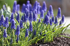 Attēlu rezultāti vaicājumam “Muscari armeniacum flower”