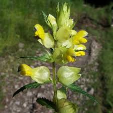 Attēlu rezultāti vaicājumam “Rhinanthus serotinus flower”