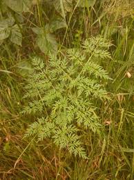 Attēlu rezultāti vaicājumam “Selinum carvifolia”