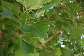 Attēlu rezultāti vaicājumam “Platanus x hispanica (syn. Platanus x acerifolia) leaf”