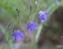Attēlu rezultāti vaicājumam “Campanula rotundifolia flower”