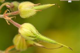 Attēlu rezultāti vaicājumam “Geranium palustre fruit”