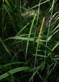 Attēlu rezultāti vaicājumam “Alopecurus aequalis”