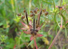 Attēlu rezultāti vaicājumam “Geranium dissectum leaf”