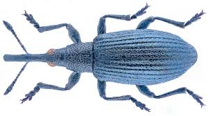 Attēlu rezultāti vaicājumam “Apionidae”