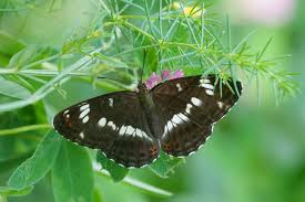 Attēlu rezultāti vaicājumam “Limenitis camilla”