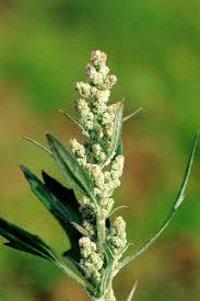 Image result for Chenopodium album