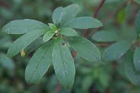 Attēlu rezultāti vaicājumam “Menziesia ferruginea”