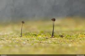 Attēlu rezultāti vaicājumam “Comatricha ellae stalked”