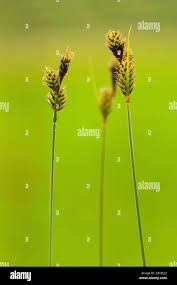 Attēlu rezultāti vaicājumam “Carex buxbaumii”