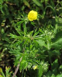 Image result for Potentilla argentea