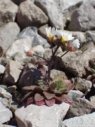 Attēlu rezultāti vaicājumam “Erophila verna flower”