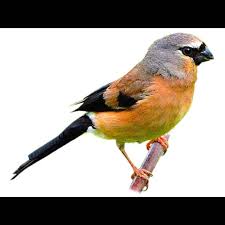 Attēlu rezultāti vaicājumam “Pyrrhula pyrrhula male”