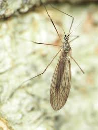 Attēlu rezultāti vaicājumam “Trichocera”