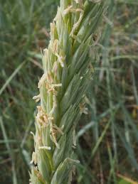 Attēlu rezultāti vaicājumam “Leymus arenarius”