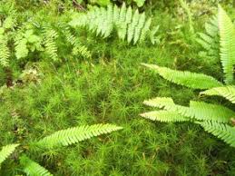 Attēlu rezultāti vaicājumam “Polytrichastrum pallidisetum”