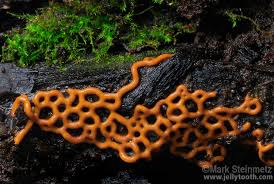 Attēlu rezultāti vaicājumam “Hemitrichia serpula macro”