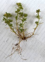 Attēlu rezultāti vaicājumam “Scleranthus annuus flower”