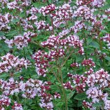Attēlu rezultāti vaicājumam “Origanum vulgare bud”
