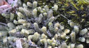 Attēlu rezultāti vaicājumam “Nardia scalaris cells”