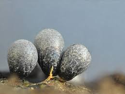 Attēlu rezultāti vaicājumam “Badhamia lilacina”