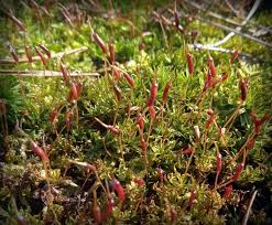 Attēlu rezultāti vaicājumam “Atrichum flavisetum”