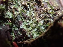 Attēlu rezultāti vaicājumam “Calypogeia suecica”