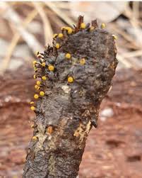 Attēlu rezultāti vaicājumam “Physarum viride young”