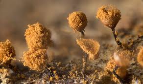 Attēlu rezultāti vaicājumam “Cribraria rufa macro”