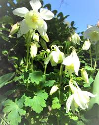 Image result for Akelei