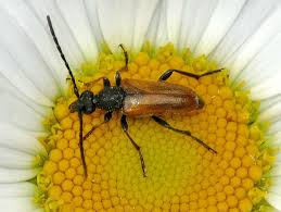 Attēlu rezultāti vaicājumam “Pseudovadonia livida”