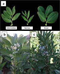 Attēlu rezultāti vaicājumam “Vicia faba leaf”