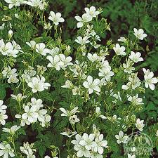 Attēlu rezultāti vaicājumam “Geranium sylvaticum leaf”