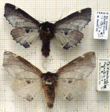 Attēlu rezultāti vaicājumam “Odontosia carmelita”