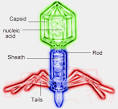 Viral Infection and Replication