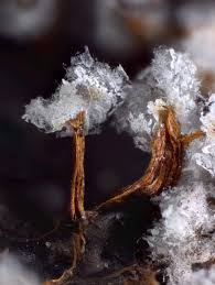 Attēlu rezultāti vaicājumam “Physarum pezizoideum macro”