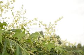 Attēlu rezultāti vaicājumam “Echinocystis lobata leaf”