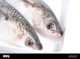 Image result for Liza ramada