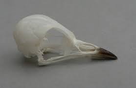 Image result for Dendroica castanea