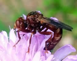 Attēlu rezultāti vaicājumam “Sicus ferrugineus”