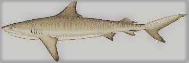 Image result for Galeocerdo cuvier