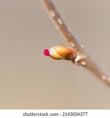 Attēlu rezultāti vaicājumam “Corylus avellana bud”
