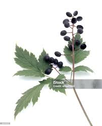 Attēlu rezultāti vaicājumam “Actaea spicata fruit”