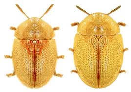 Attēlu rezultāti vaicājumam “Cassida”