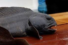 Image result for Anarhichas lupus